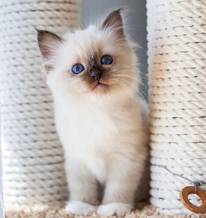 Birman