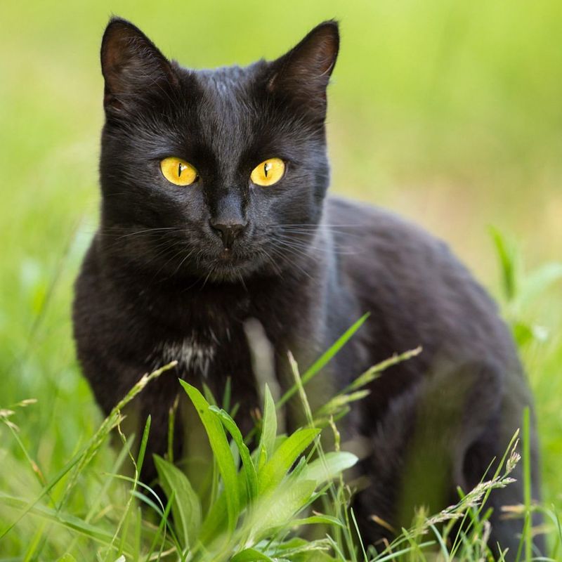 Black Cats Bring Good Luck