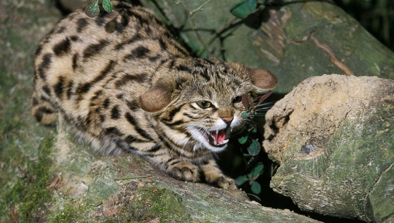 Black-Footed Cat (Felis nigripes)