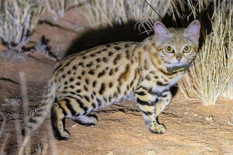 Black-Footed Cat (Felis nigripes)