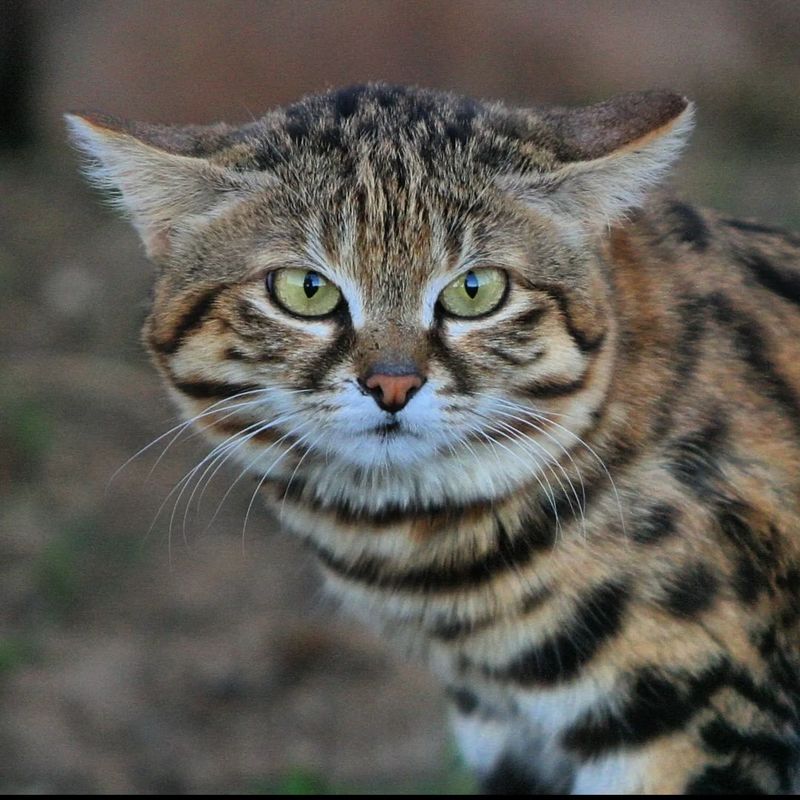 Black-Footed Cat