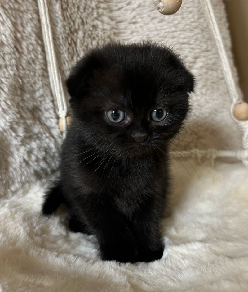 Black Scottish Fold