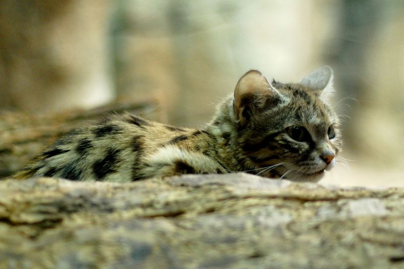 Black-footed Cat