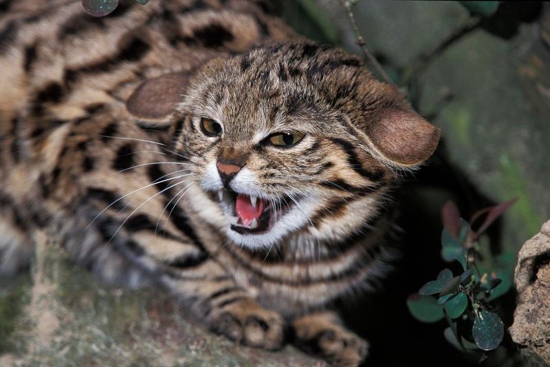 Black-footed Cat