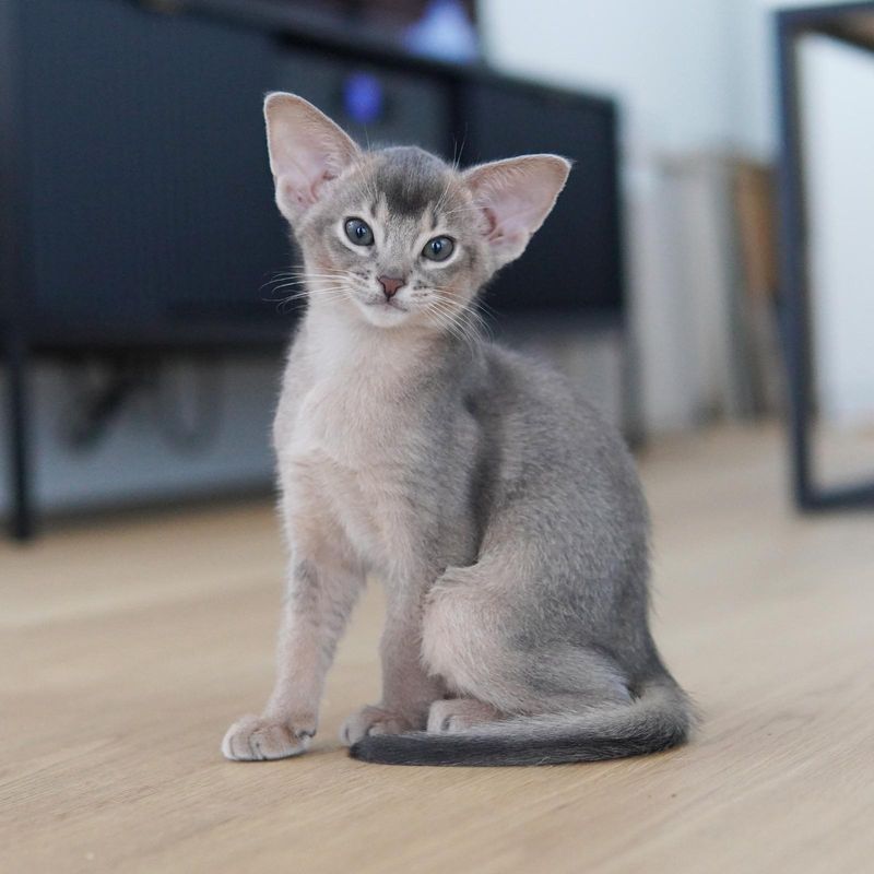 Blue Abyssinian