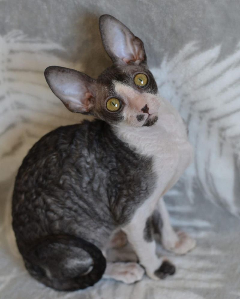 Blue-Cream Cornish Rex