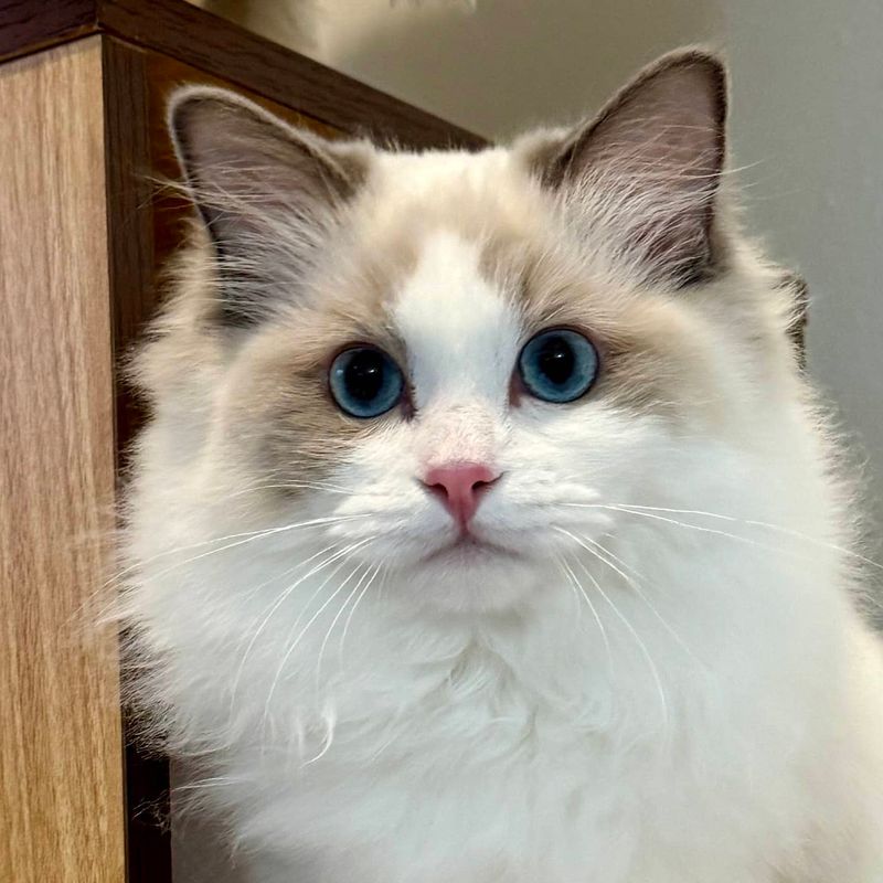 Blue Ragdoll