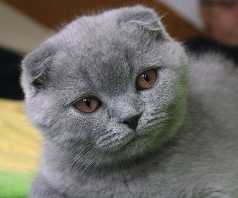 Blue Scottish Fold