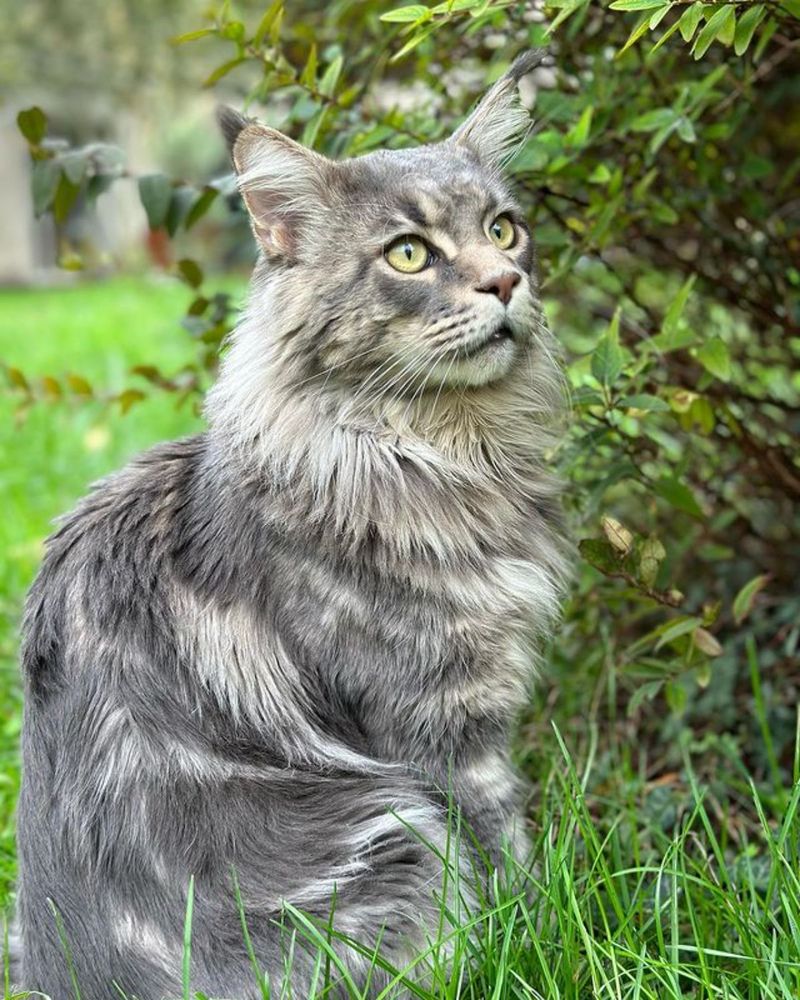 Blue Tabby