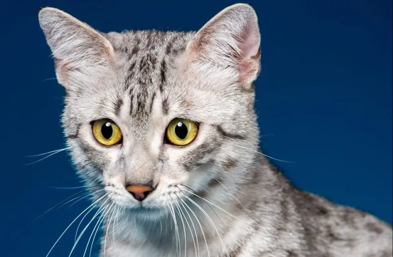 Blue silver Egyptian Mau