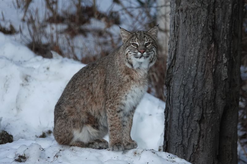 Bobcat (Lynx rufus)