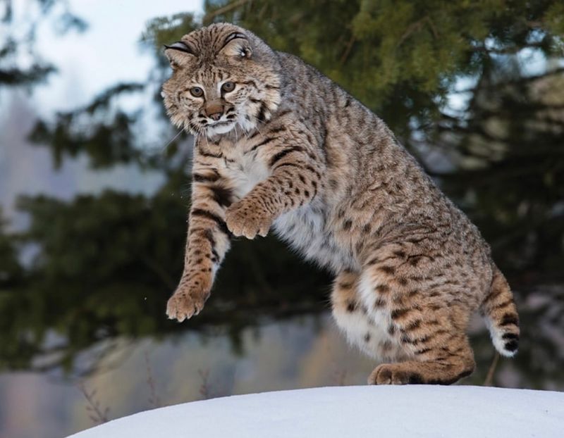 Bobcat (Lynx rufus)