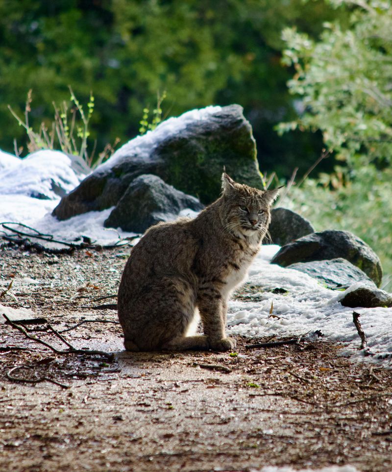 Bobcat (Lynx rufus) – North America