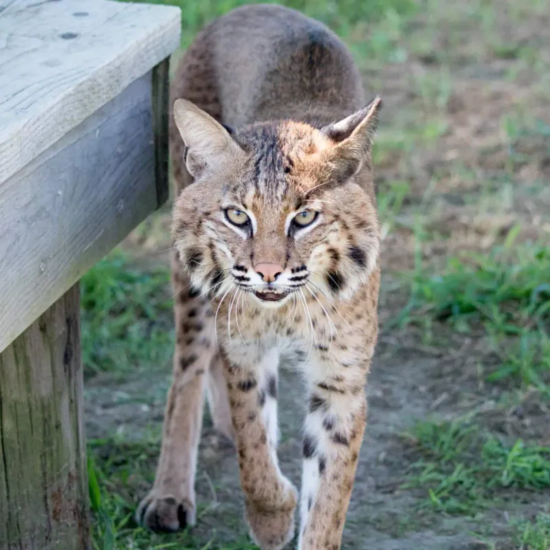 Bobcat