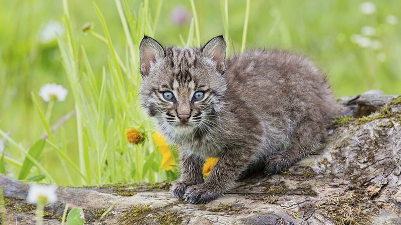 Bobcats Purr Like House Cats