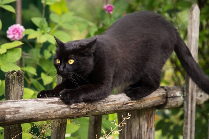 Bombay Cat