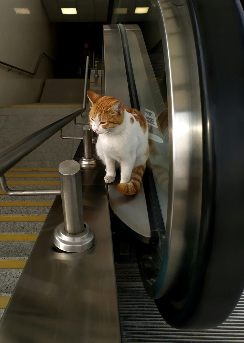 Boots – The Underground Cat