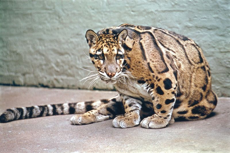 Bornean Clouded Leopard