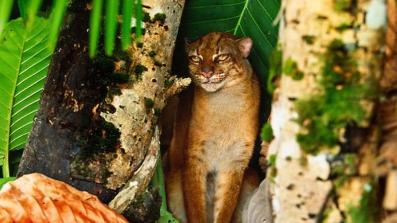 Borneo Bay Cat