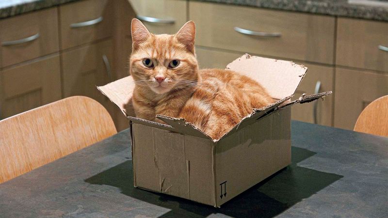 Boxes Allow Cats to Observe Without Being Seen