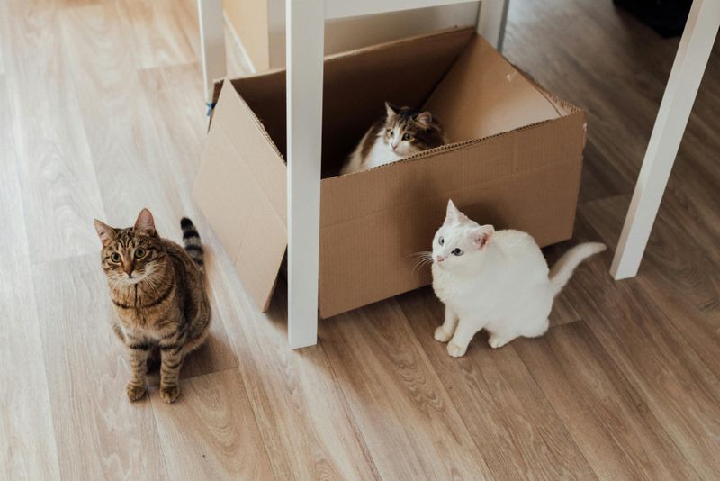 Boxes Can Reduce Social Conflict in Multi-Cat Homes