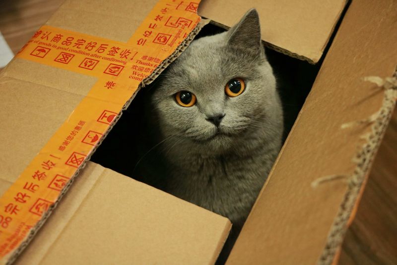 Boxes Provide a Sense of Security