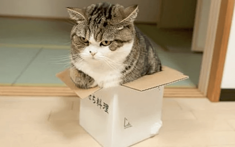 Boxes Reduce Anxiety in New Environments