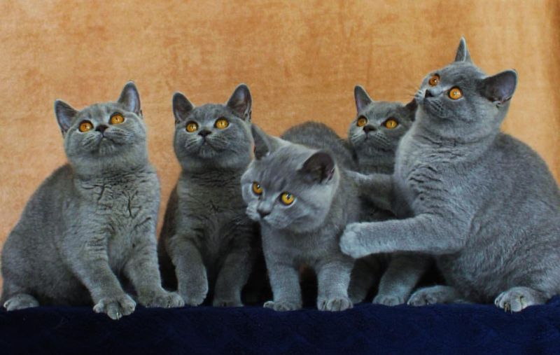 British Shorthair