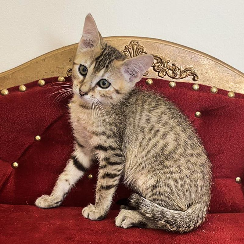 Bronze Egyptian Mau