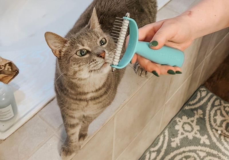 Brushing = Less Shedding 🐱