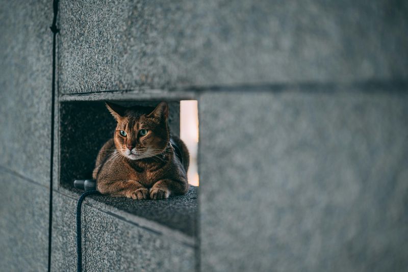 Build a 'Secret Hideout' Just for Your Cat