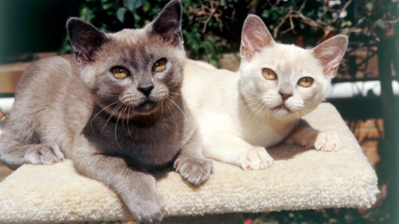 Burmese Cat