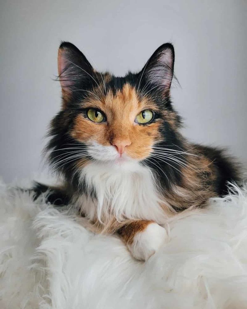 Calico