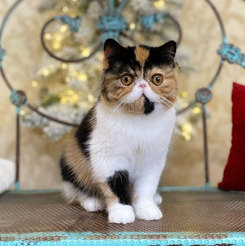 13 Beautiful Exotic Shorthair Colors That Will Melt Your Heart 13 Beautiful Exotic Shorthair Colors That Will Melt Your Heart