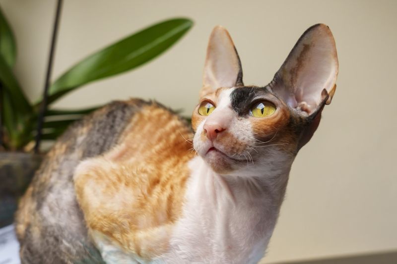 Calico and Dilute Calico Cornish Rex