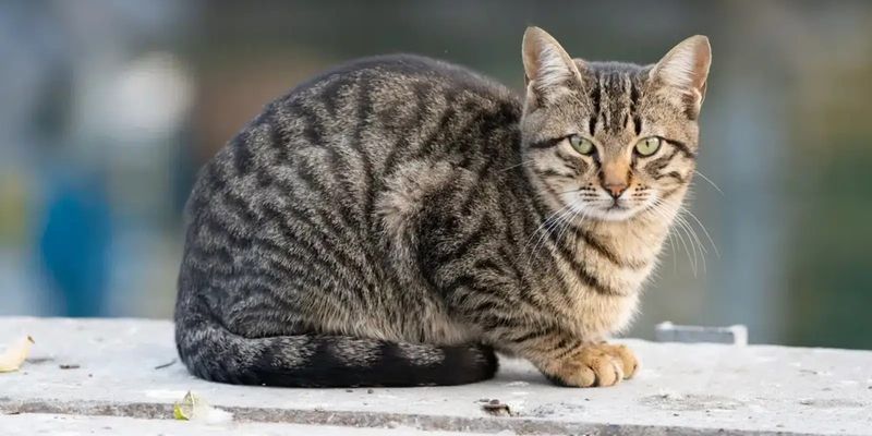 California Spangled Cat