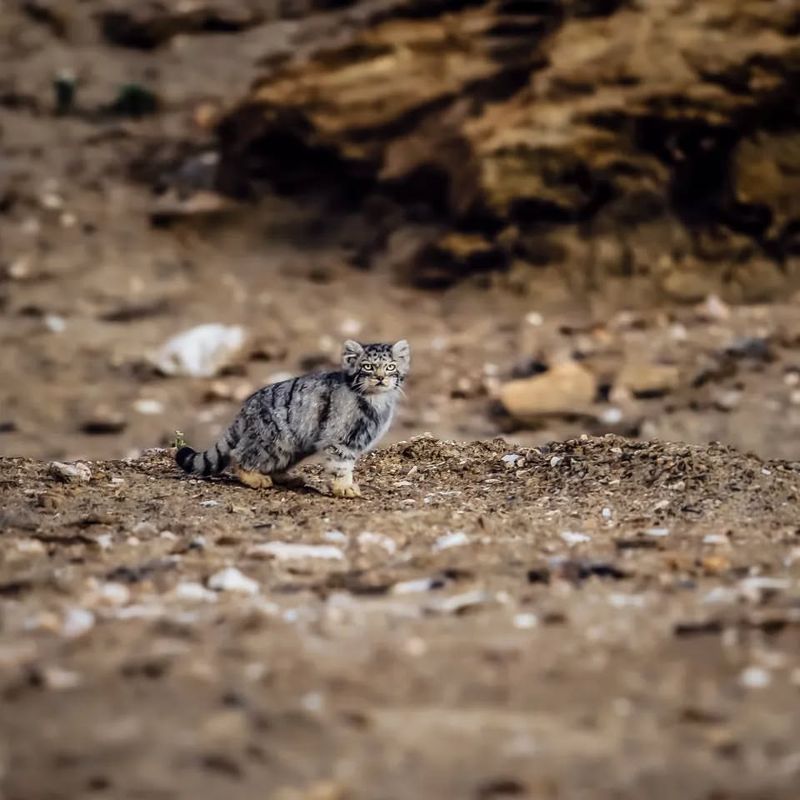 Camouflage