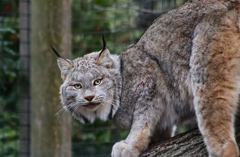 Canada Lynx (Lynx canadensis)