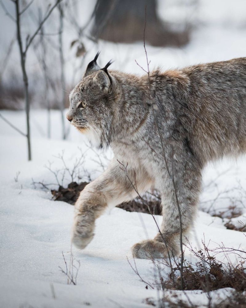 Canada Lynx (Lynx canadensis)