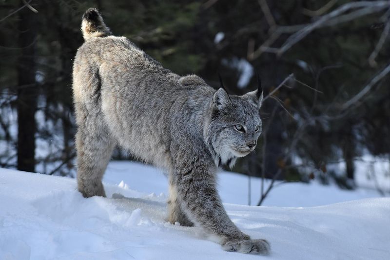 Canadian Lynx