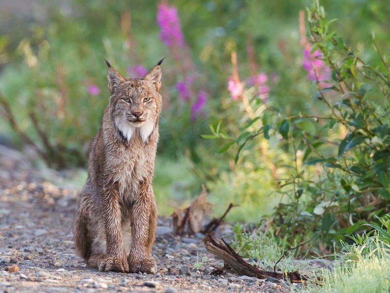 Canadian Lynx