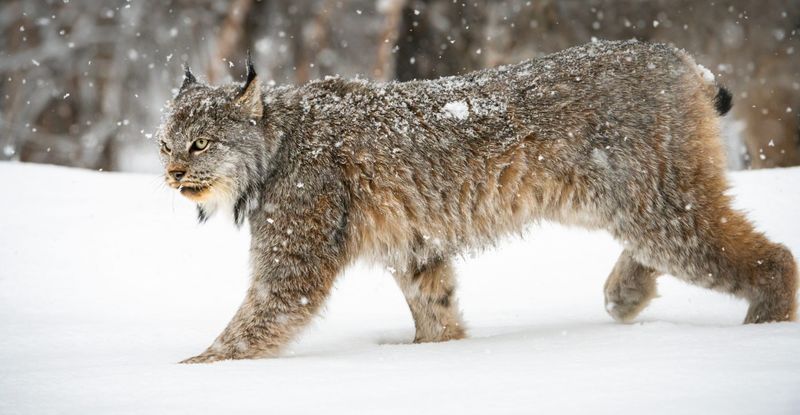 Canadian Lynx (Lynx canadensis)