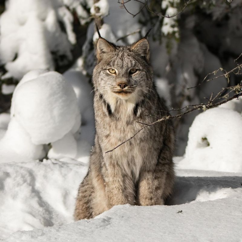 Canadian Lynx