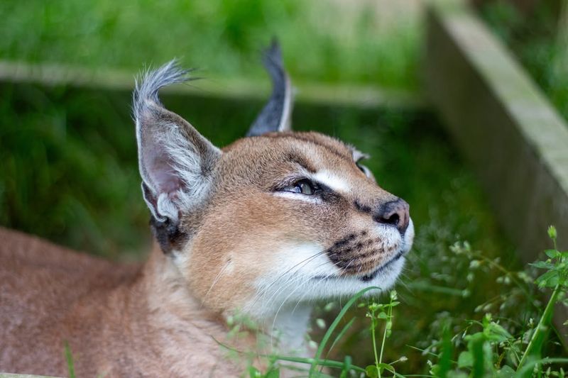 Caracal