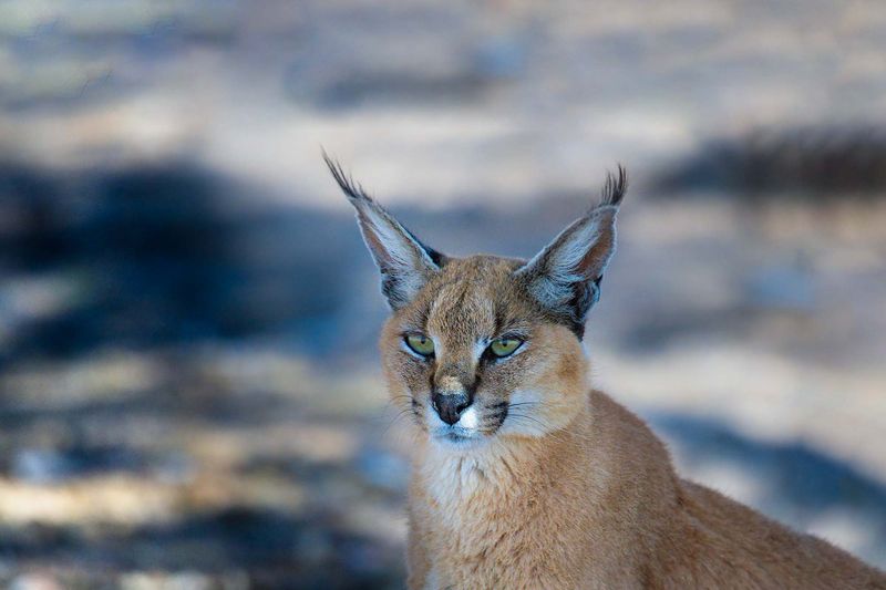 Caracal