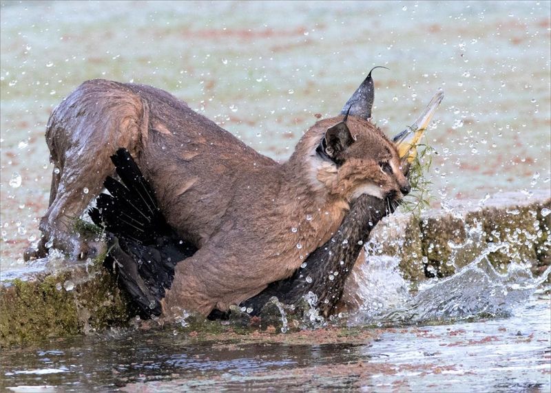 Caracal