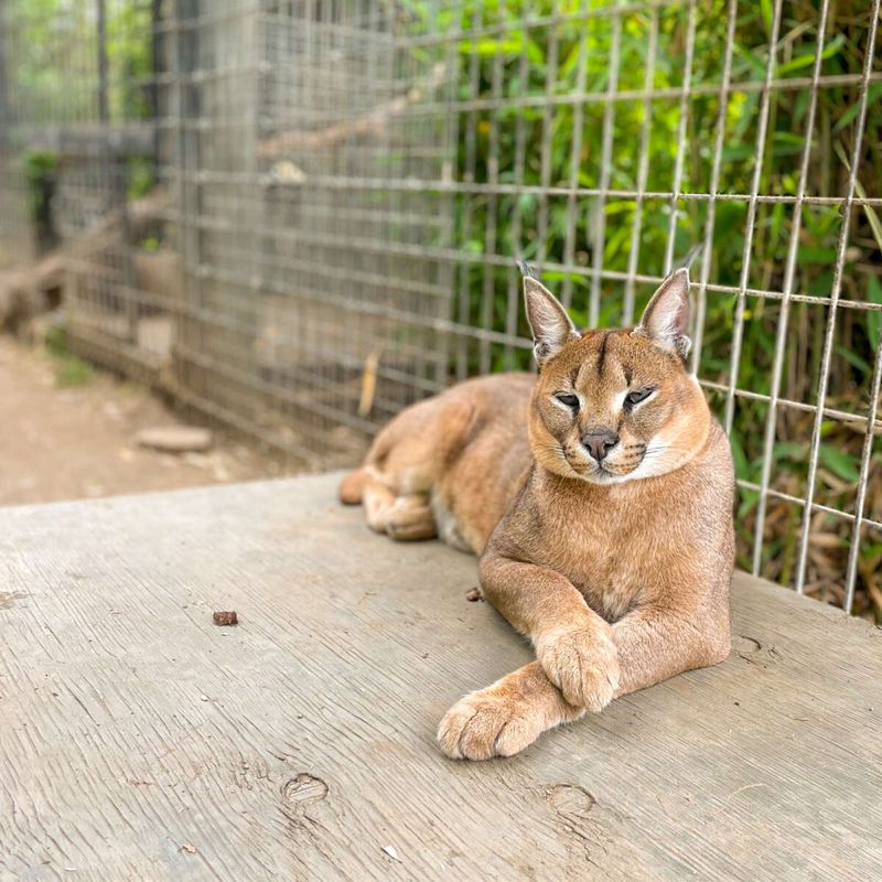 Caracal