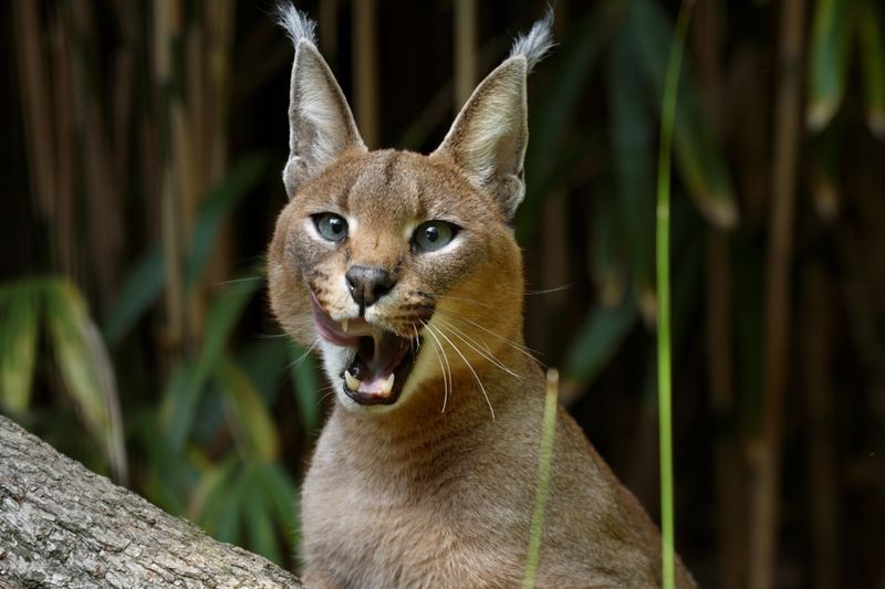 Caracal