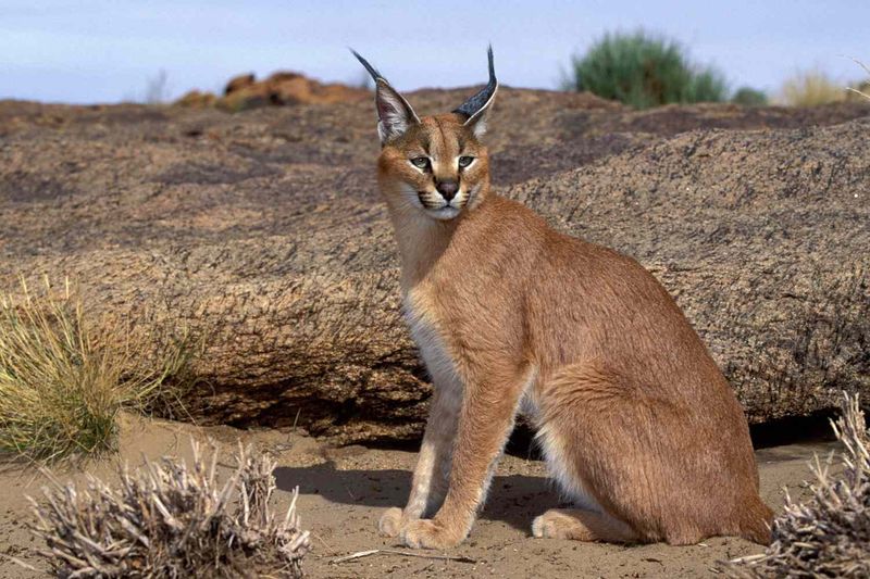 Caracal (Caracal caracal)