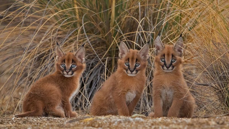 Caracal (Caracal caracal)